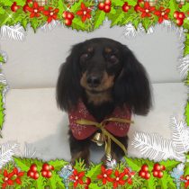 Mダックスフント