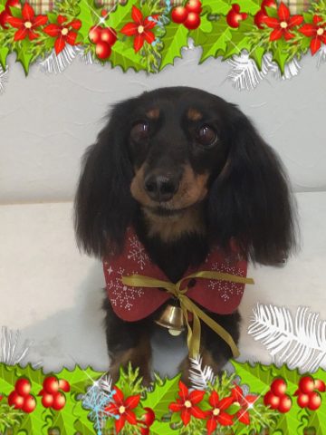 Mダックスフント