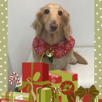 Mダックスフント