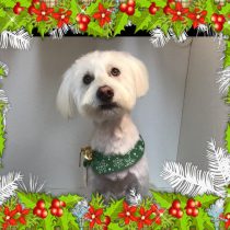 Mシュナウザー×ウエスティーmix