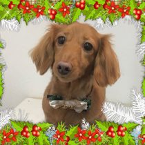 Mダックスフント