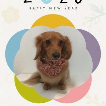 Mダックスフント