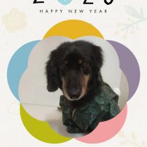 Mダックスフント