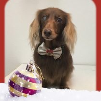 Mダックスフント