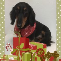 Mダックスフント