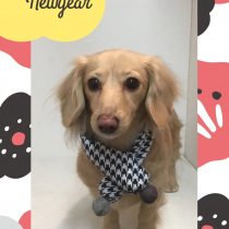 Mダックスフント