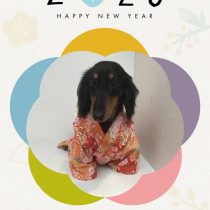 Mダックスフント