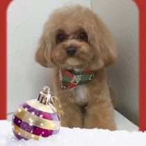 マルチーズ×トイプードルmix