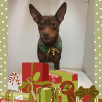 ミニチュアピンシャー