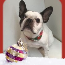 フレンチブルドッグ