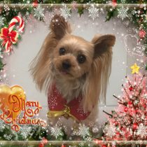 ヨークシャーテリア