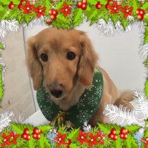 Mダックスフント