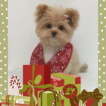 ポメラニアン×トイプードルmix