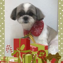 シーズー×チワワmix