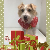 ジャックラッセルテリア