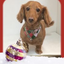 Mダックスフント