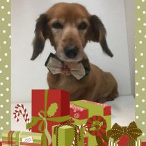 Mダックスフント