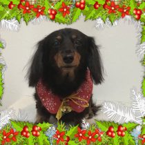 Mダックスフント