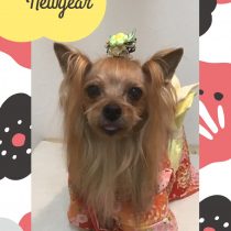 ヨークシャテリア