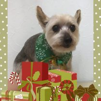 ヨークシャーテリア