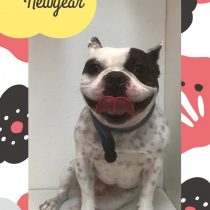 フレンチブルドッグ