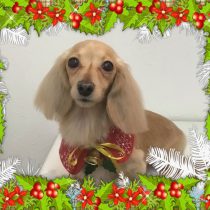 Mダックスフント