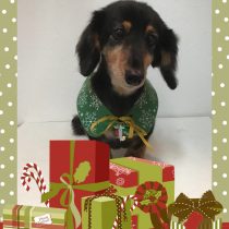 Mダックスフント