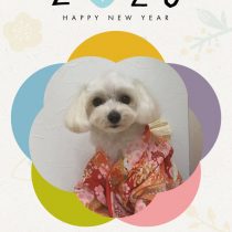 マルチーズ×トイプードルmix