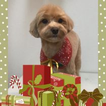 マルチーズ×トイプードルmix