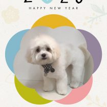 マルチーズ×チワワmix