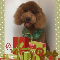 ミニチュアプードル