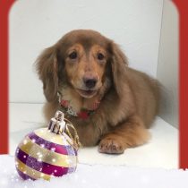 Mダックスフント