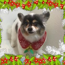 パピヨン×チワワmix