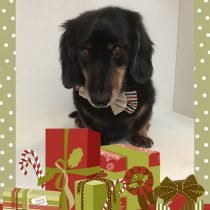 Mダックスフント