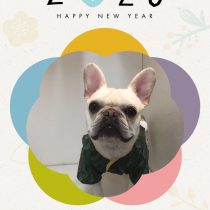 フレンチブルドッグ