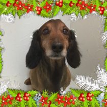 Mダックスフント