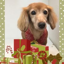 Mダックスフント