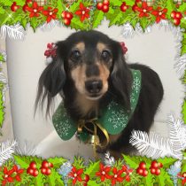 Mダックスフント