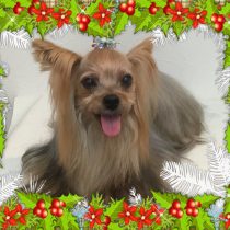 ヨークシャーテリア