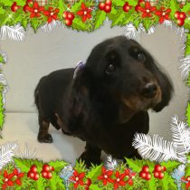 Mダックスフント