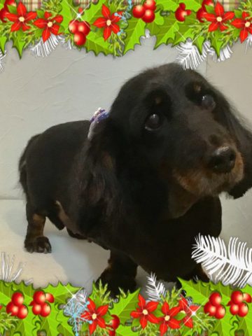 Mダックスフント