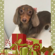 カニンヘンダックス