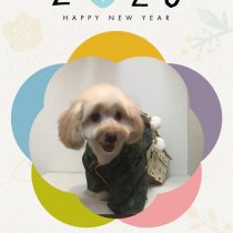 マルチーズ×Mダックスフントmix