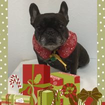 フレンチブルドッグ