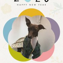 イタリアングレーハウンド