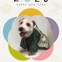 ジャックラッセルテリア