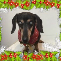 Mダックスフント