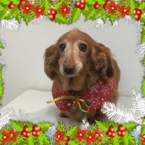 Mダックスフント