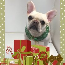 フレンチブルドッグ