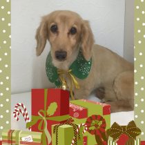 Mダックスフント